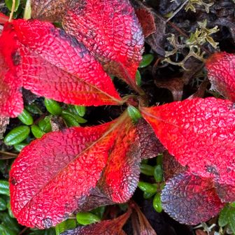ウラシマツツジ✨紅葉🍁してます〜🤩