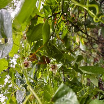 ツルギキョウ（蔓桔梗）

花期：9月〜10月頃に下向きの花を咲かせます。地域によっては絶滅危惧種に指定されている希少な植物です。