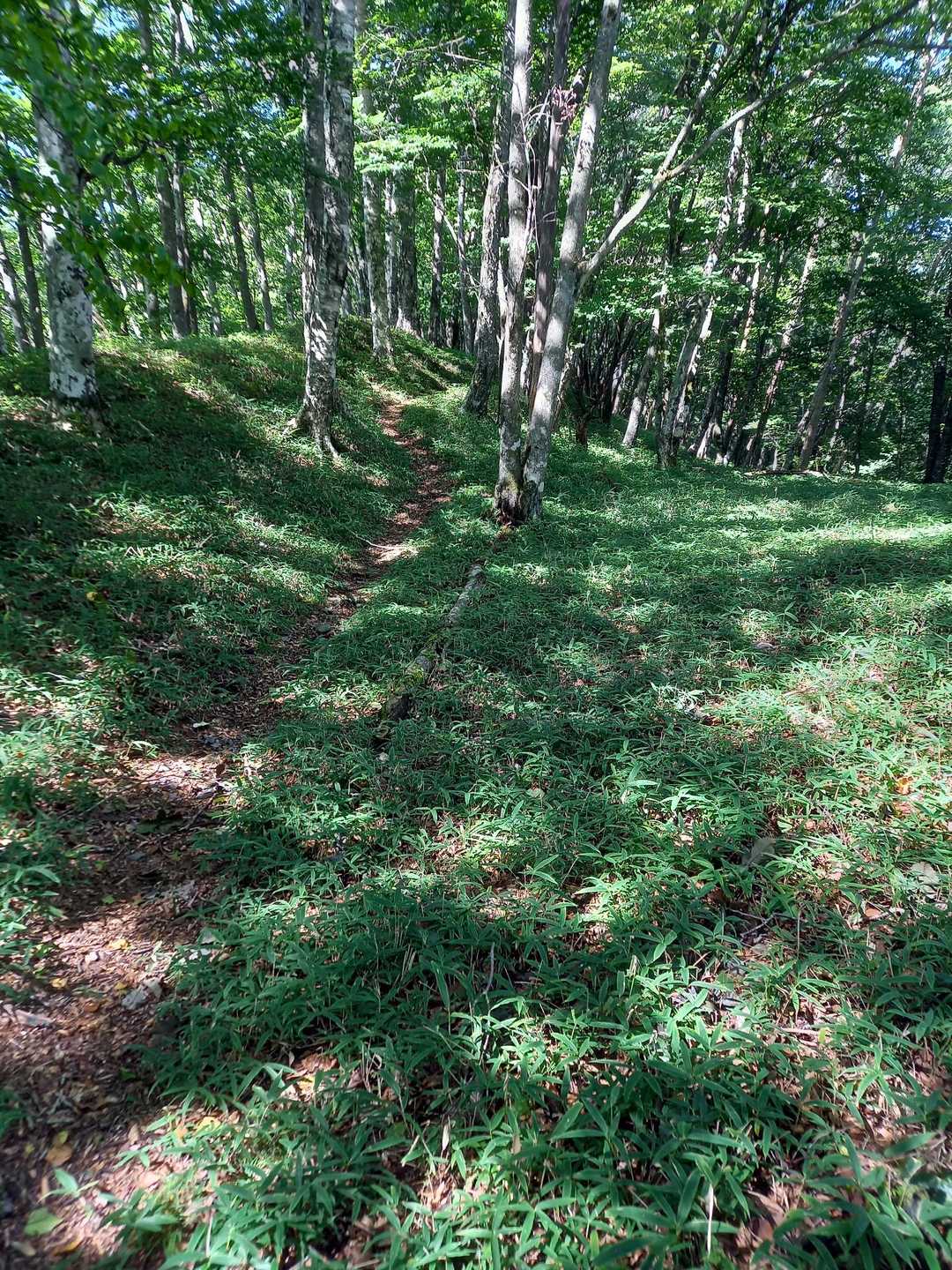 東コース入口-赤久縄山 往復コースの写真