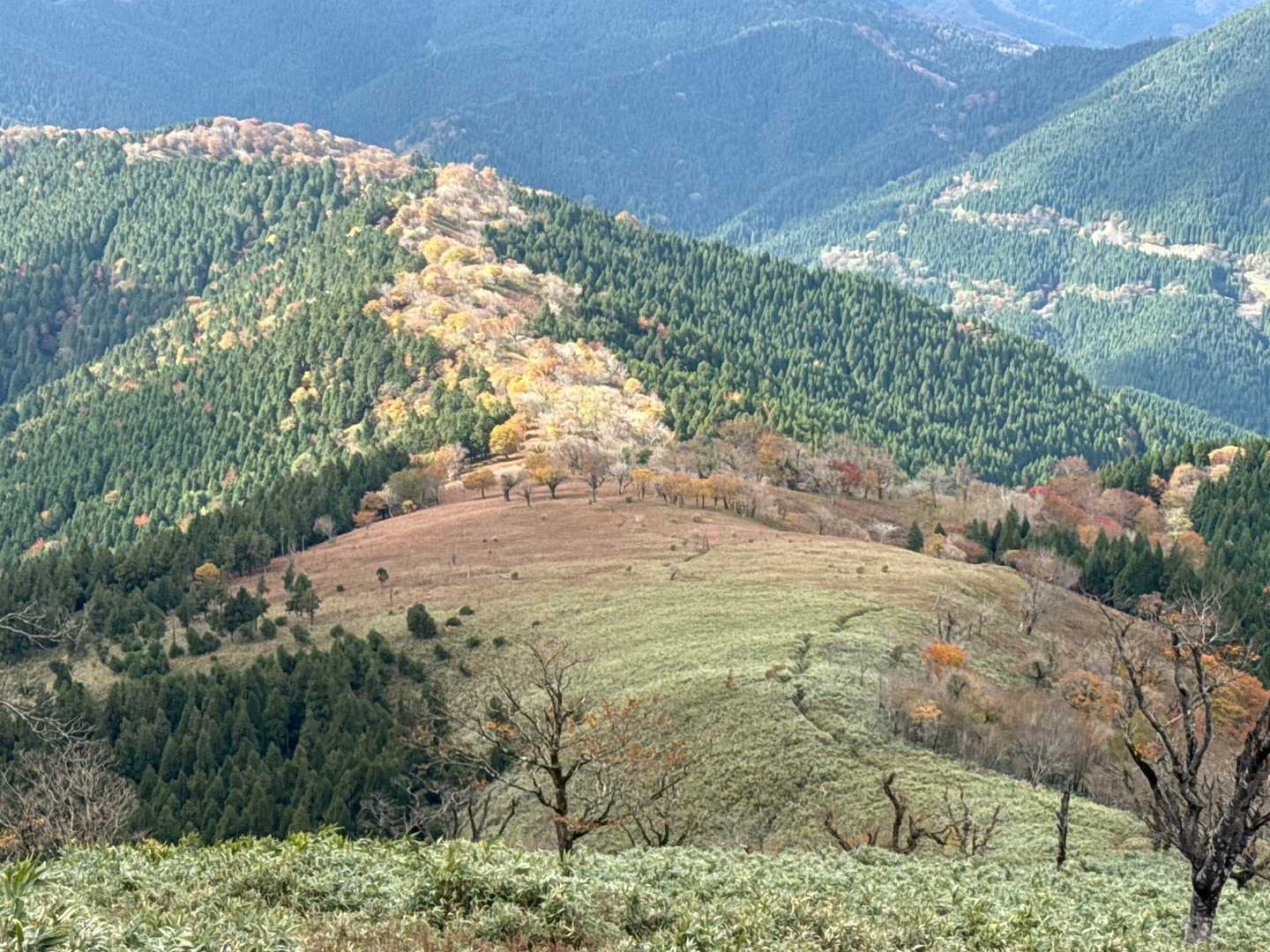 帰りの三室山側からのシダのじゅうたんと笹のじゅうたん、緑と赤のグラデーションがめっちゃ綺麗✨