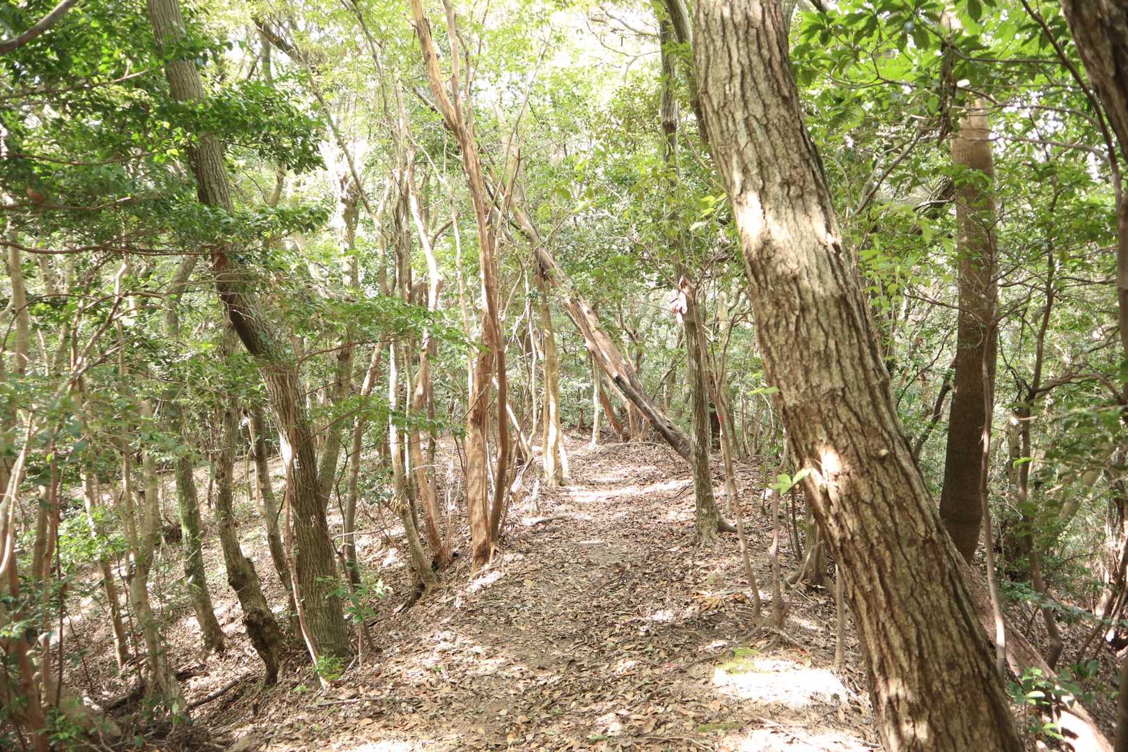 猿岳に向かいます