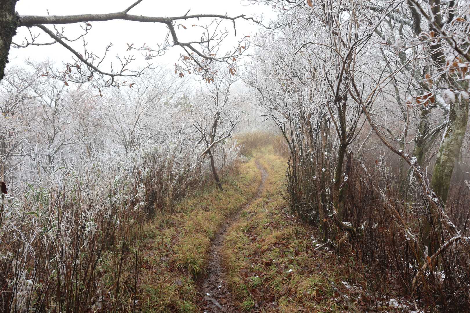 神原登山口-国観峠-祖母山 往復コースの写真