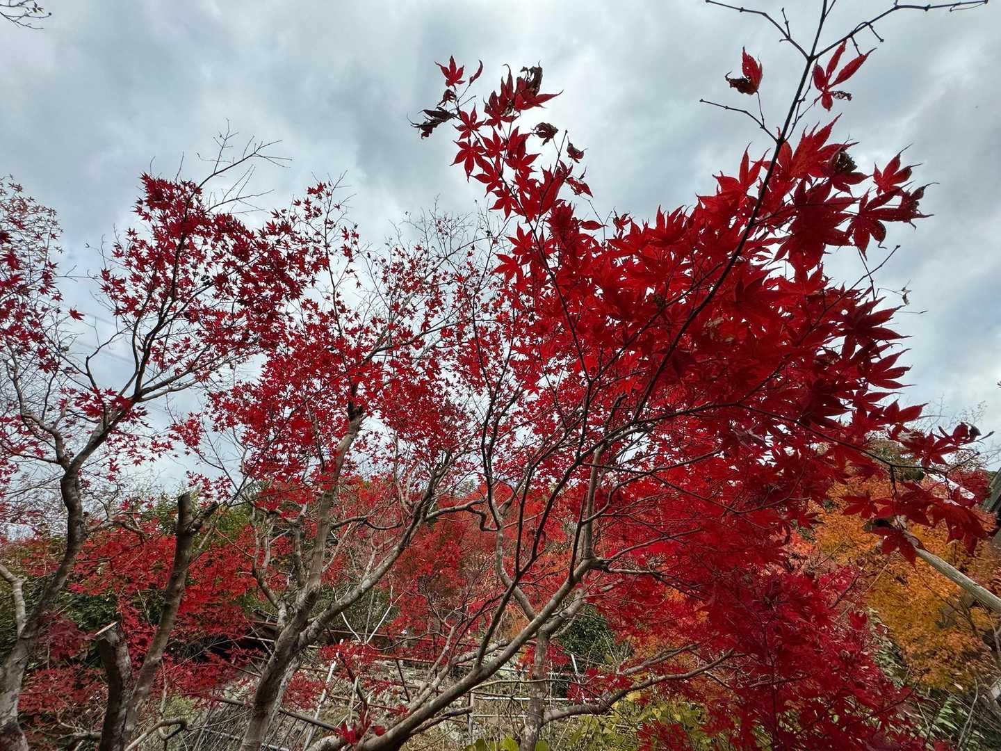 紅葉もおわりですかね