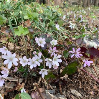 登山口に雪割草が咲いています