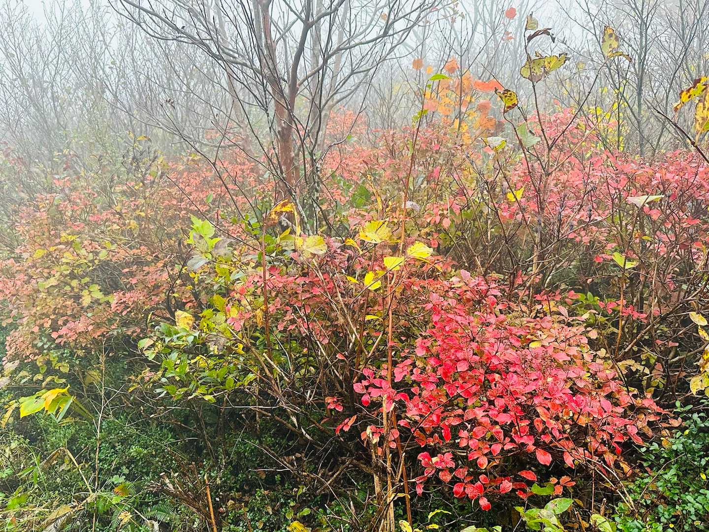 紅葉もチラホラ残っとる🍁