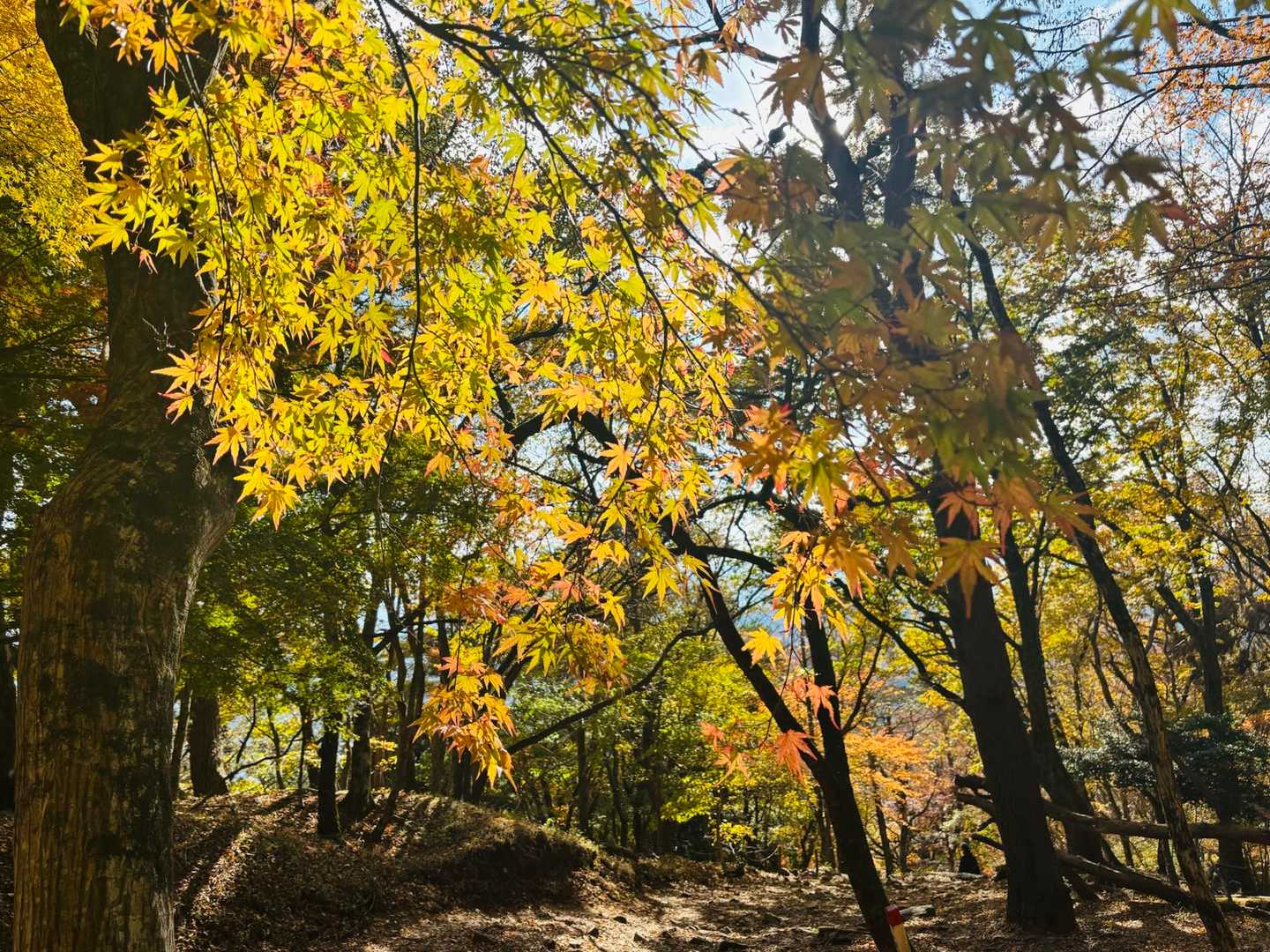 寄バス停-櫟山-栗ノ木洞-後沢乗越-鍋割山-小丸-花立ノ頭 縦走コースの写真