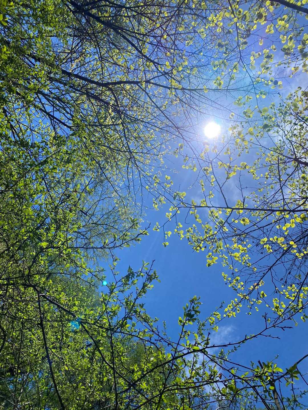 新緑と青空と太陽が良いですね😊