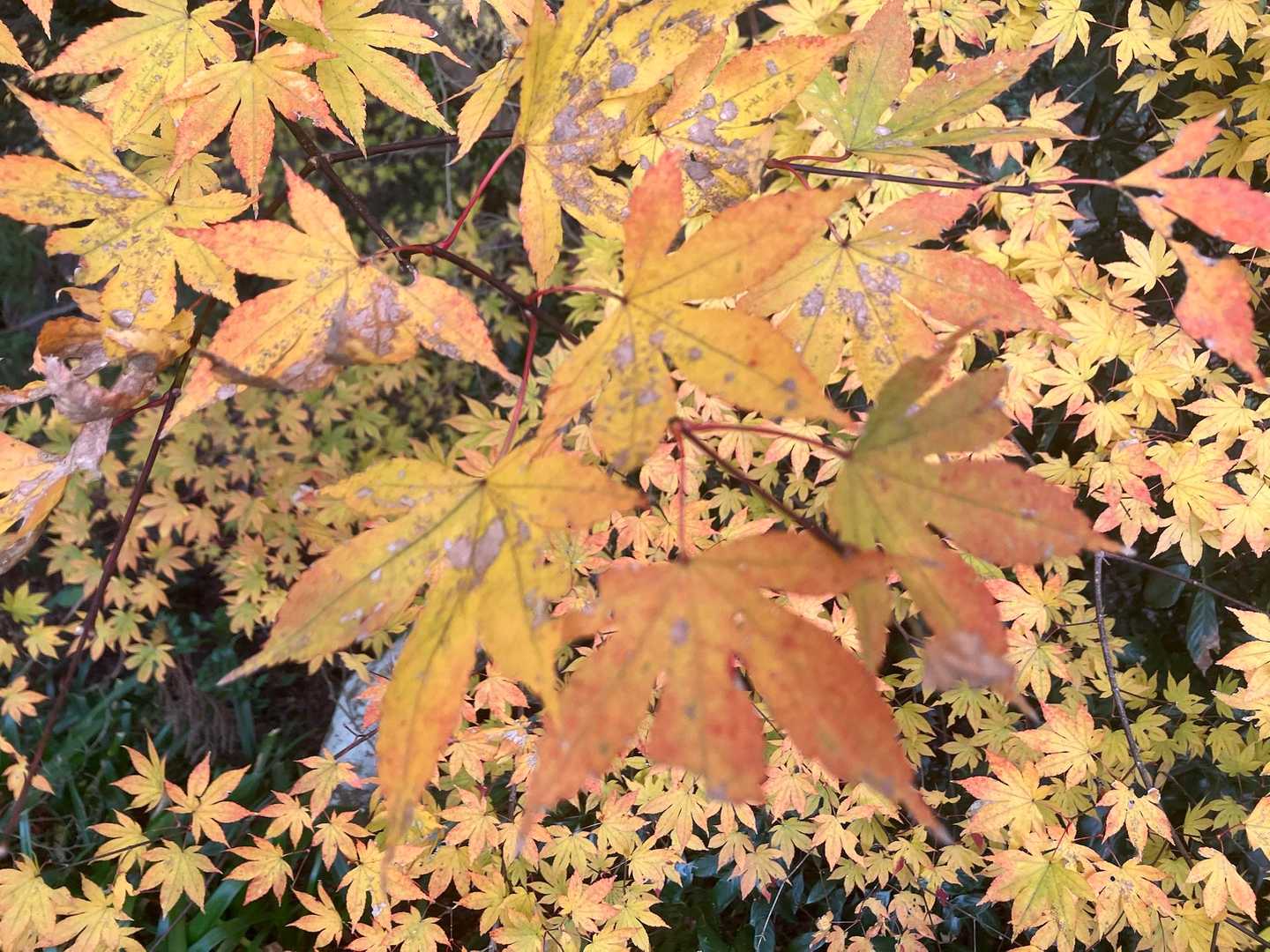 絵に描いたような紅葉🍁