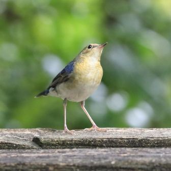 ここ二上山で初めてのコルリ、幼鳥ですね。ウロウロしてました！
仕草や容姿が可愛くて💕⤴️