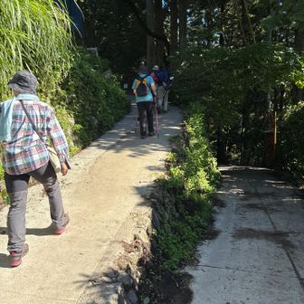 参道から左⬅️の道に入り、群生地に向かいます