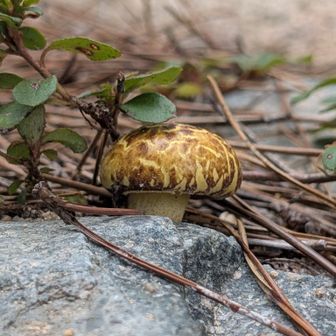 アカヤドリ🍄？かな～