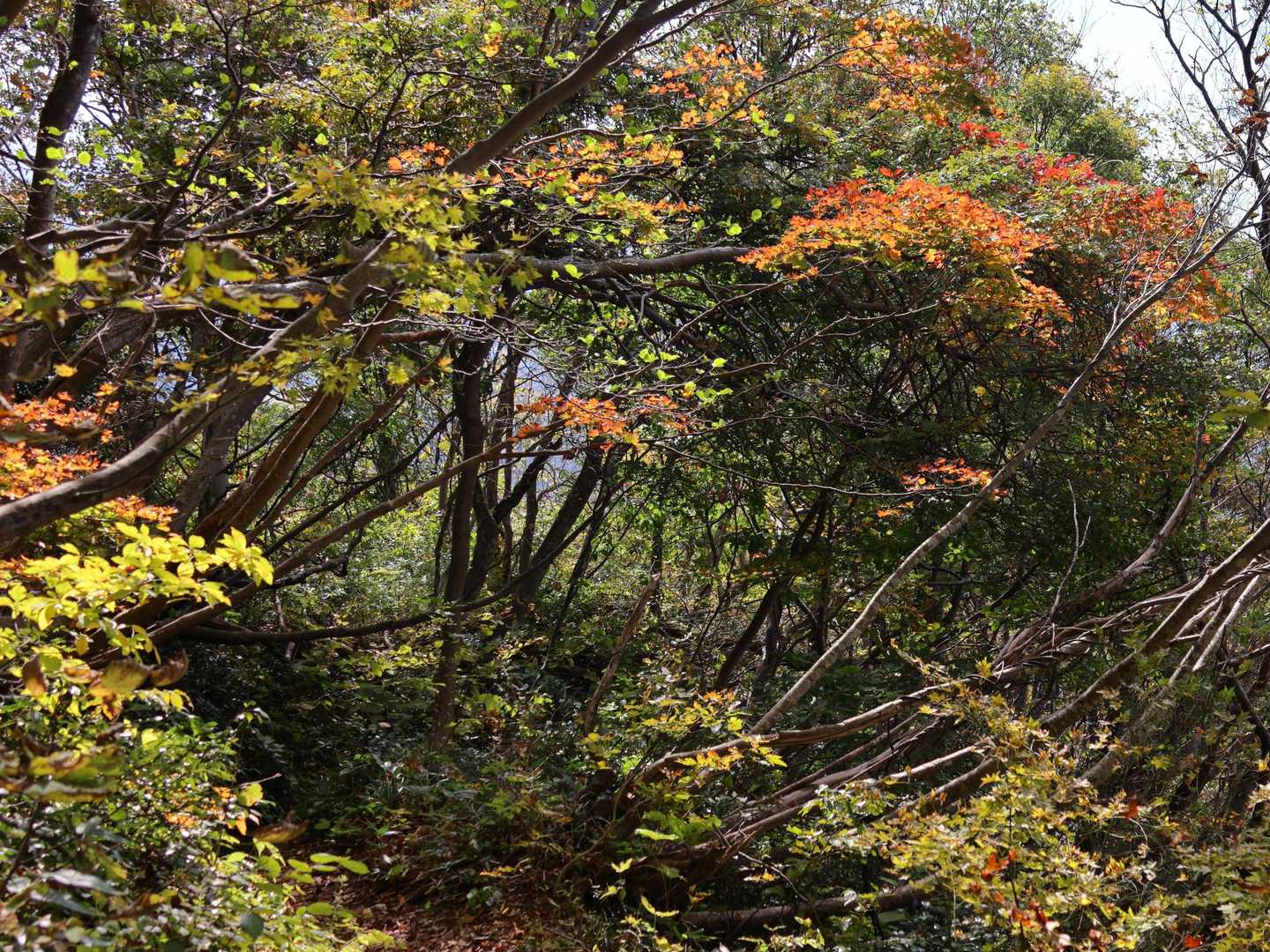 所々綺麗に色づいているところもありますが、米山の紅葉🍁どうだった？と尋ねられたとしても返答に困る感じでした。まだなのか枯れたのか🤔