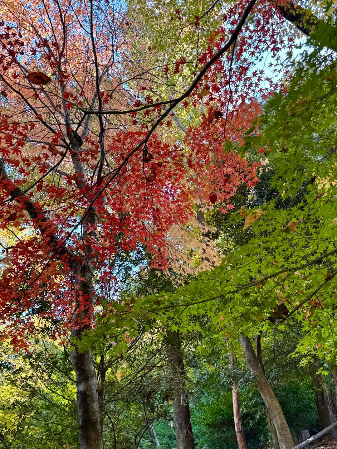 蹴上駅-大文字山-八神社登山口 縦走コースの写真