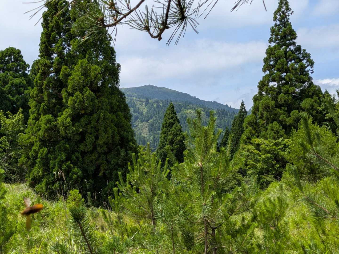 比良明神から見る
武奈ヶ岳