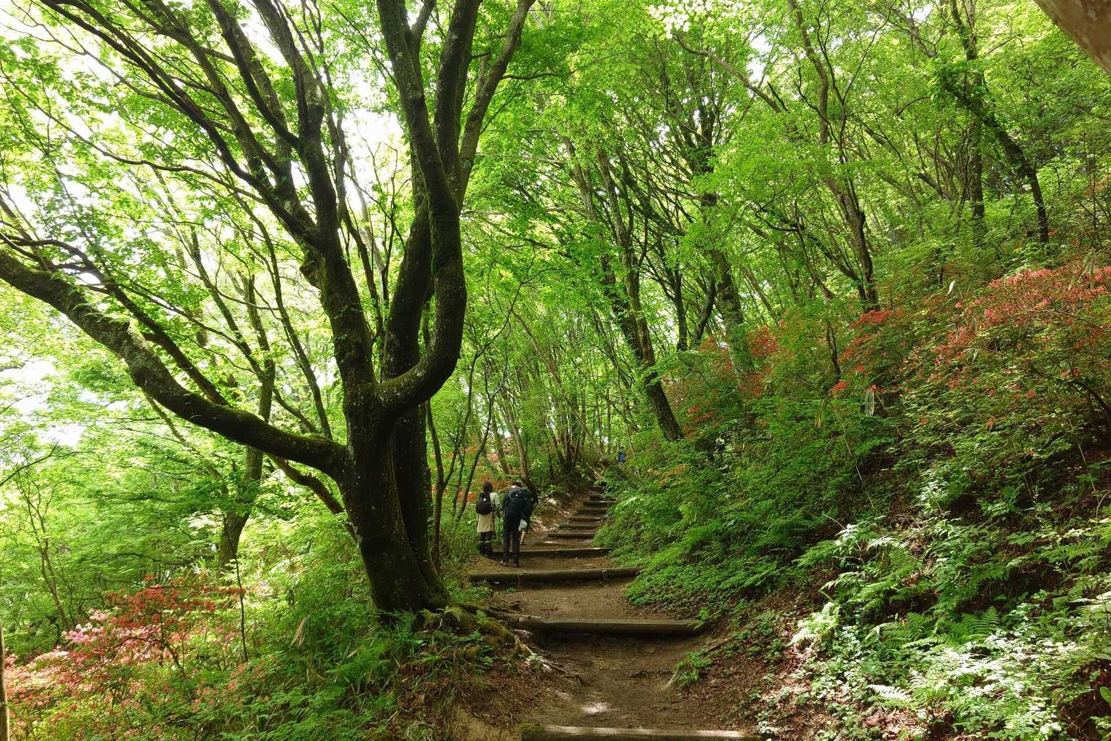 登山道の両側に赤いツツジが現れ始めました。