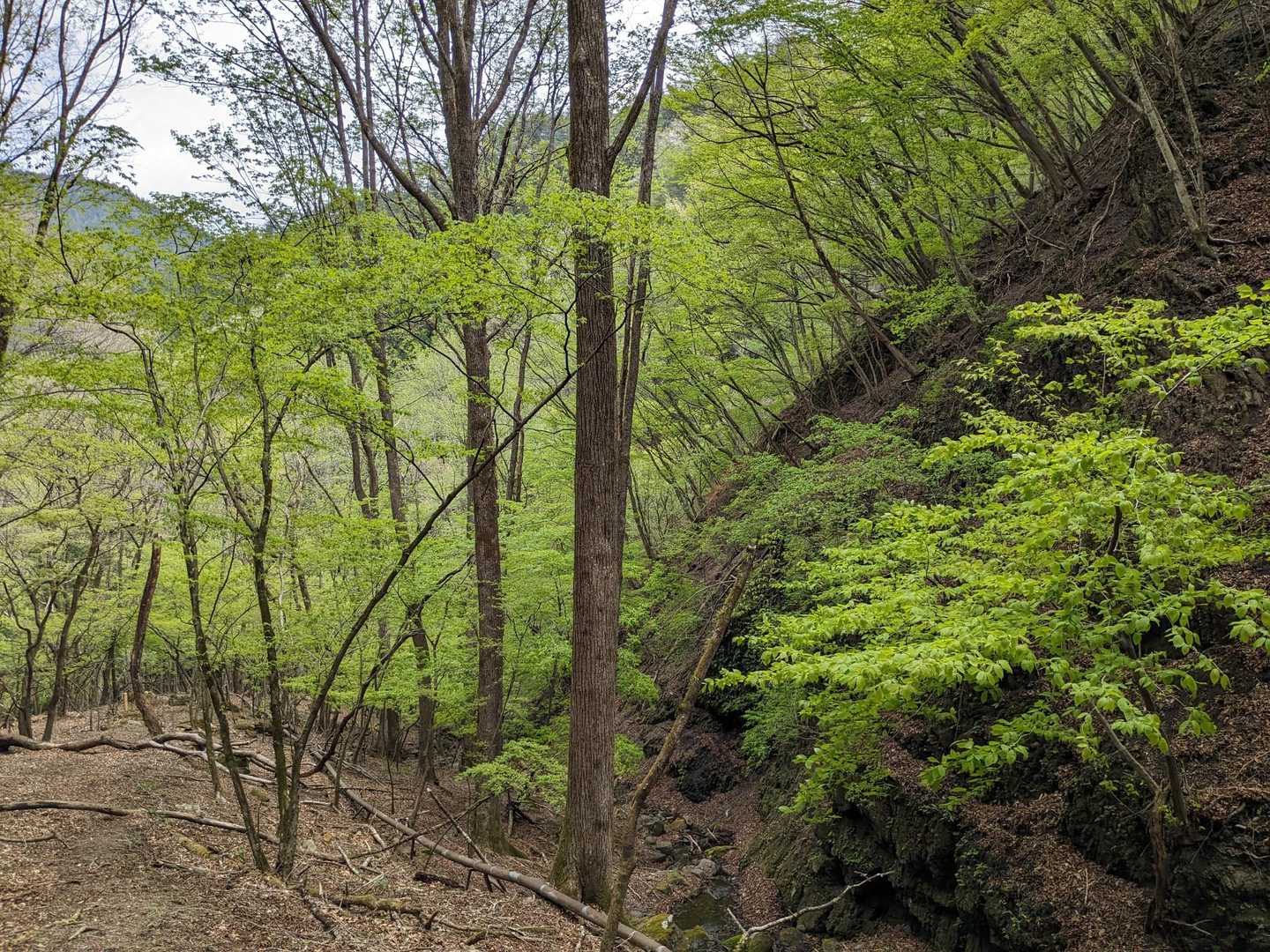 山桜が並木になっていました