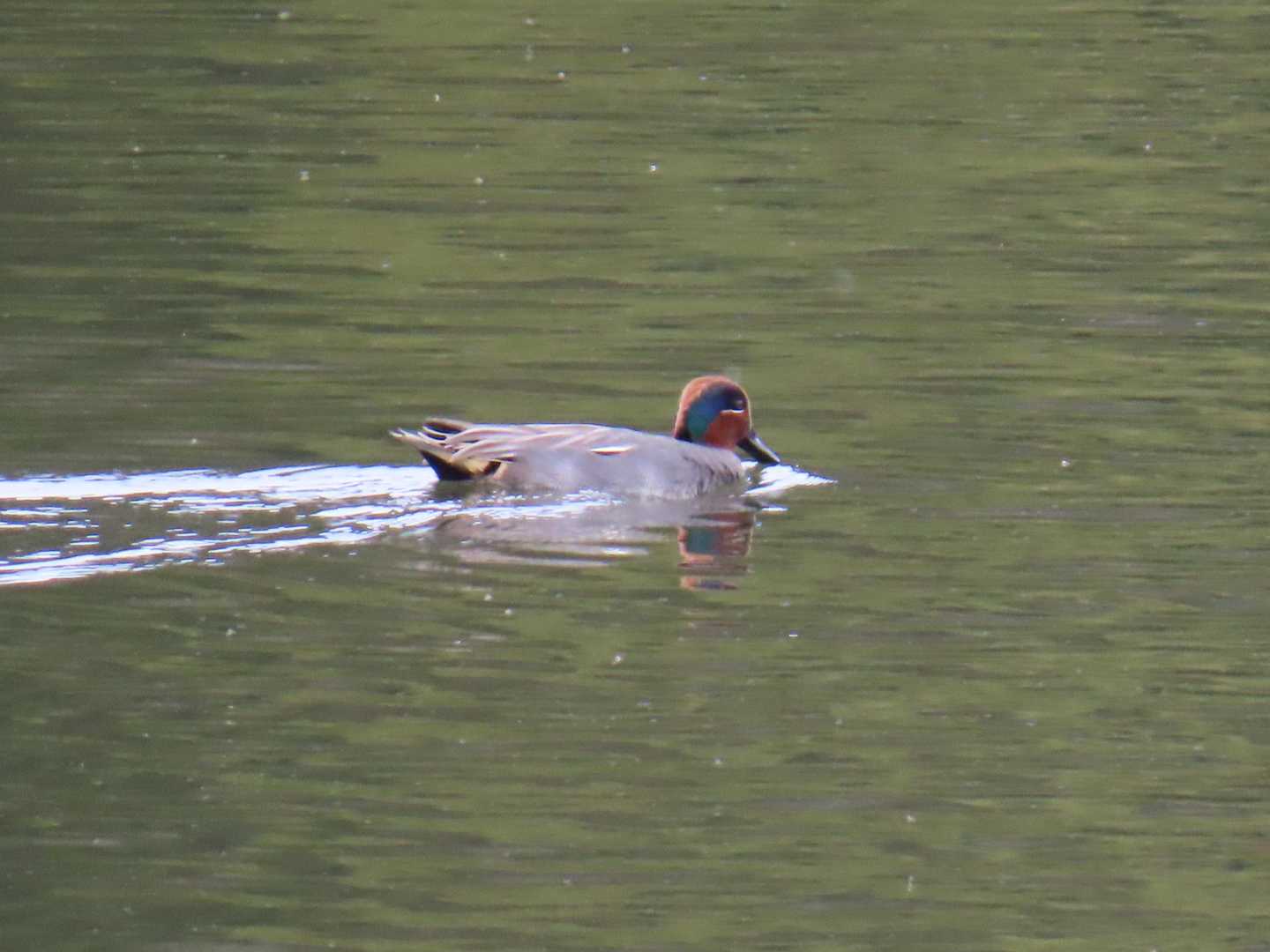 平の沢公園には水鳥がたくさんいます。
コガモ（オス）かな
