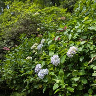 松尾寺近くの紫陽花