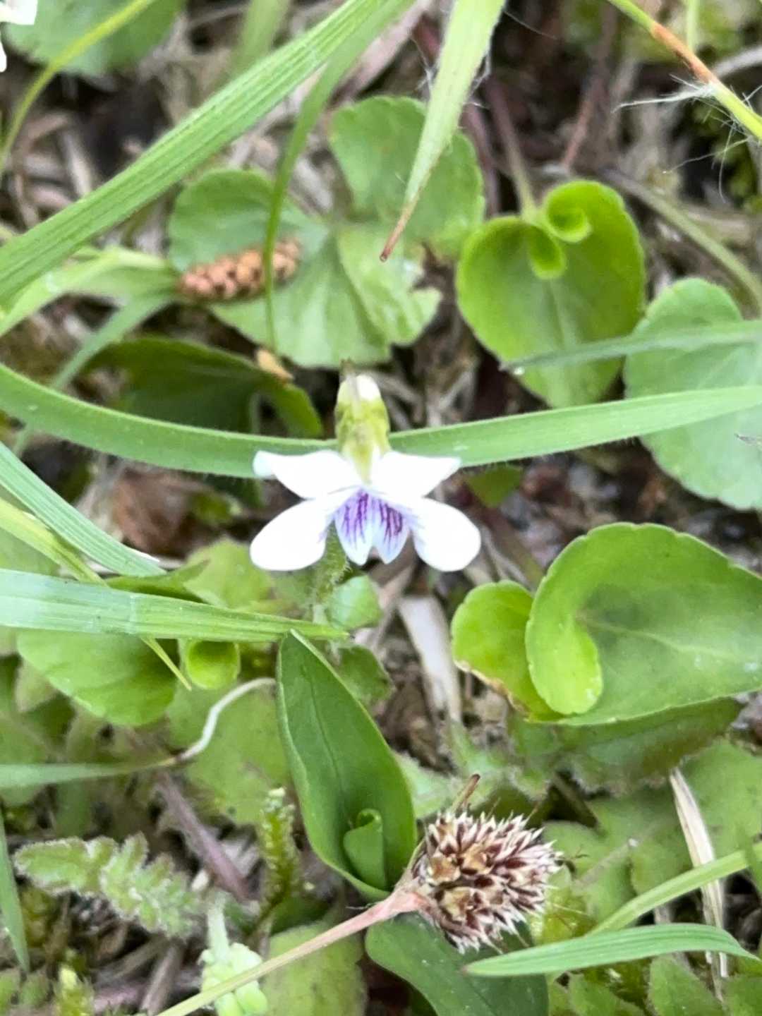 ゲートの周りに色々な野草が咲いてました😃
白い花弁の「ツボスミレ🌼」
