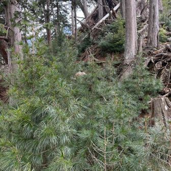 千手岳付近は高野槙の群生地