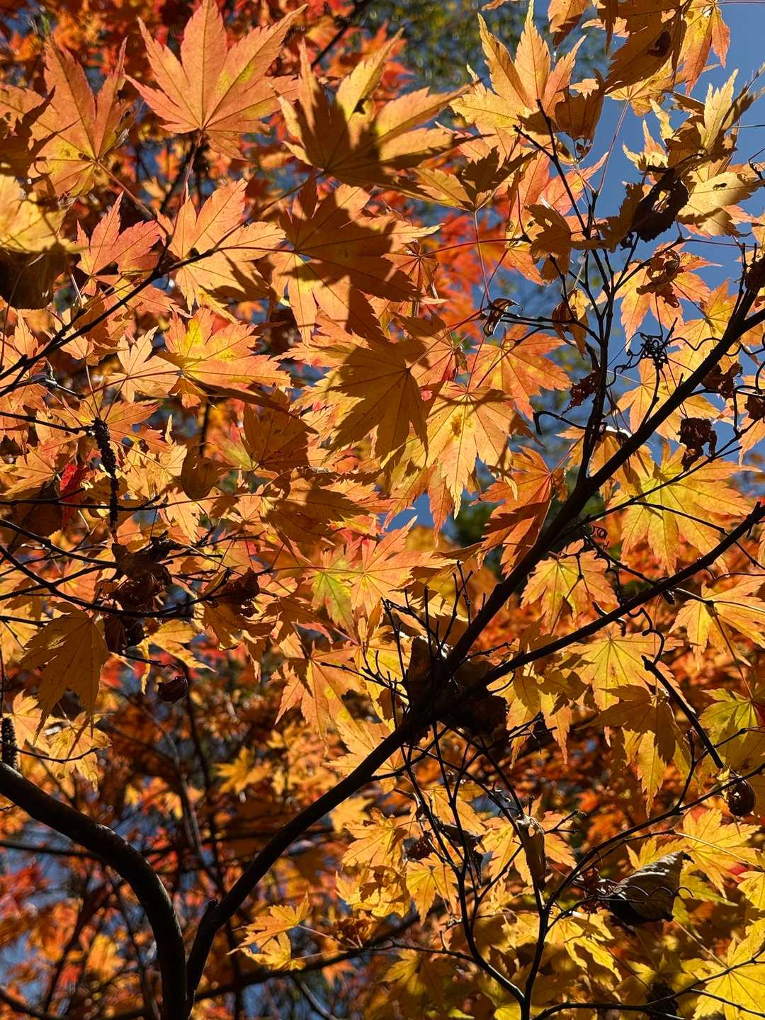 綺麗すぎて
