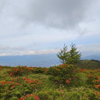 レンゲツツジの群落から松本盆地を臨む
槍の穂先がちょっとだけ見える