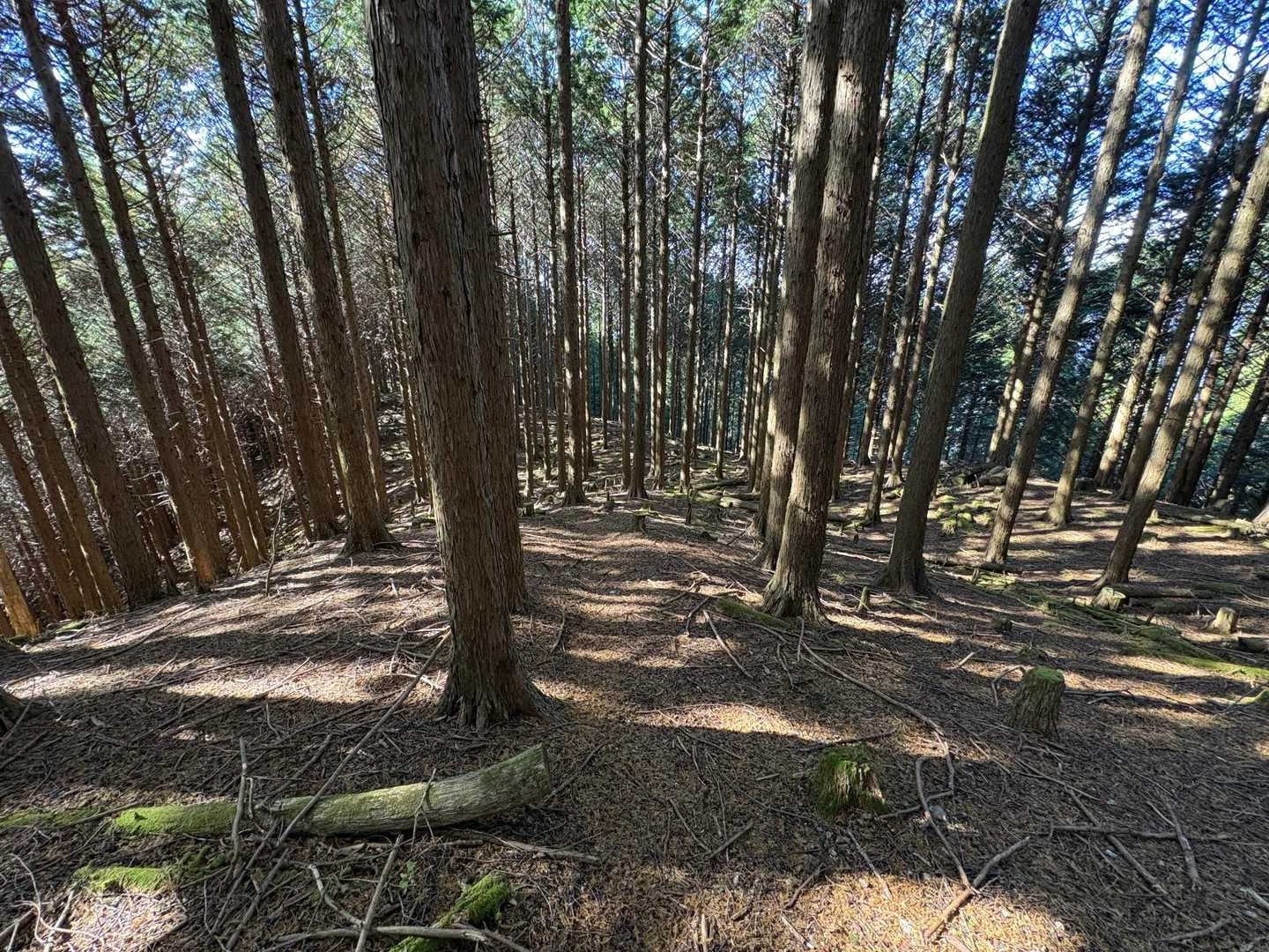 細尾根過ぎると広い尾根に😃