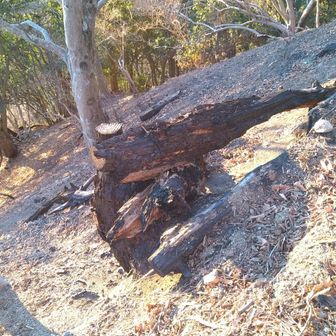 昨年12月の山火事の現場です。
一面焼け野原というわけではなく、燃えてしまった木が点々としていました。焦げ臭いニオイは少し残っています。
消火作業や後片付けをされた方々に感謝いたします🙇