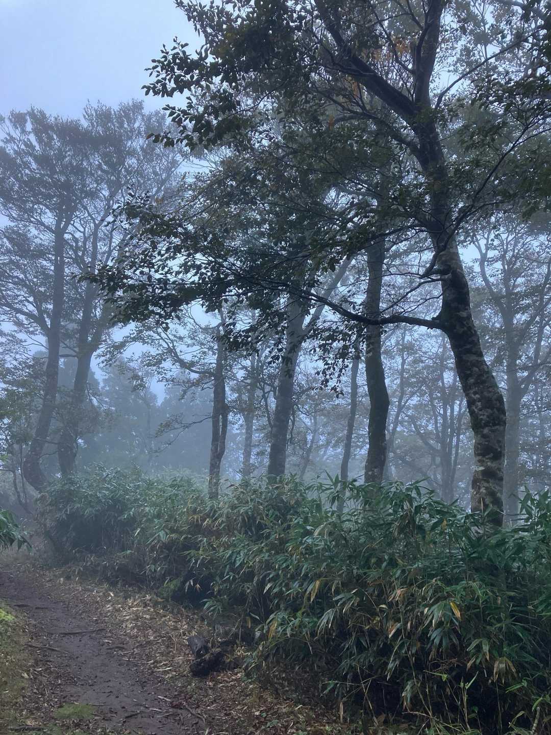鉢伏口〜親水公園〜氷ノ山山頂〜東尾根　周回コースの写真