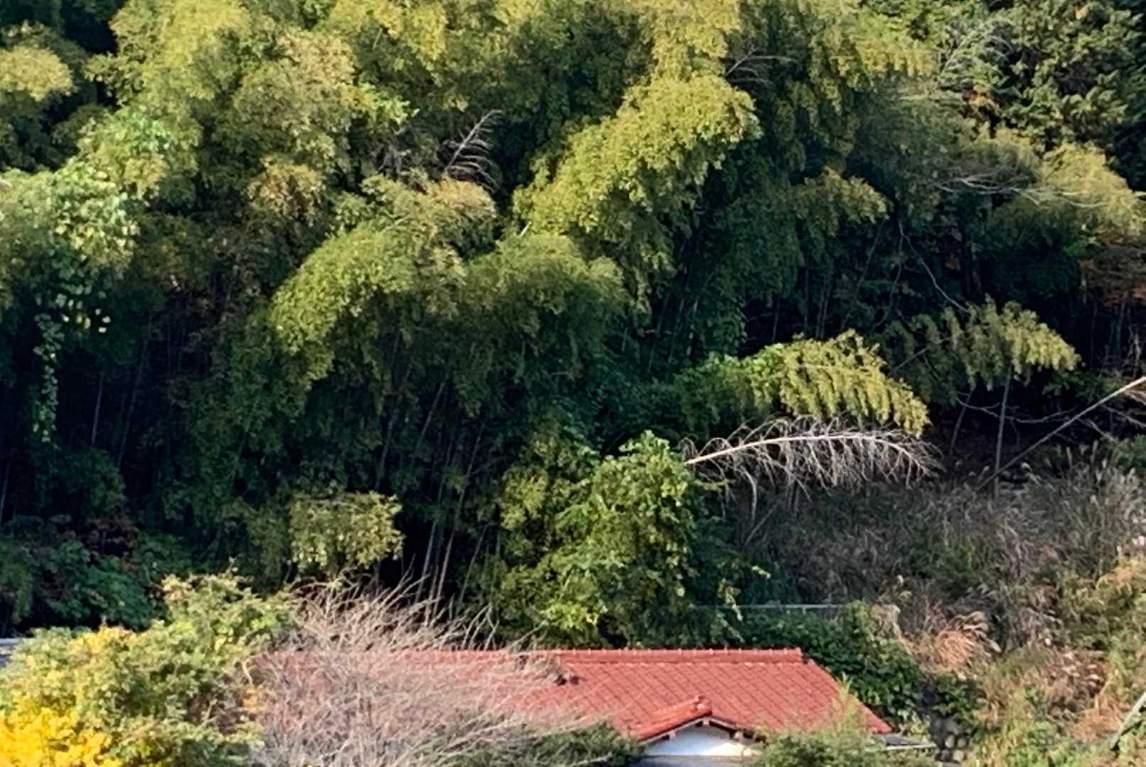お猿さん🐒🐒
屋根の上や電線、手前の木に沢山います
30匹位おりて来ちゃったらしいです😅