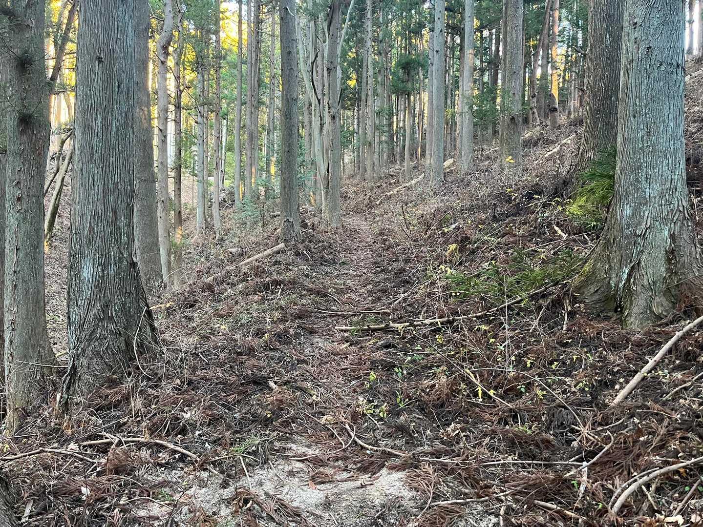 穏やかに登っていきます♪
