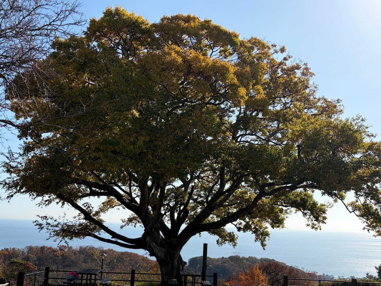 この木の下がお気に入り🌲