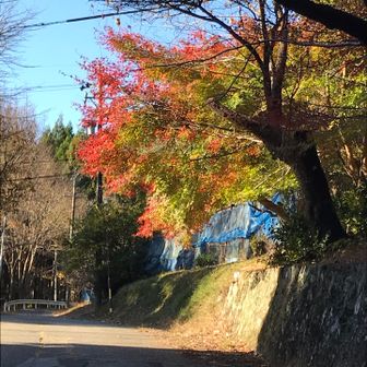 おくてのもみじがいい感じです。