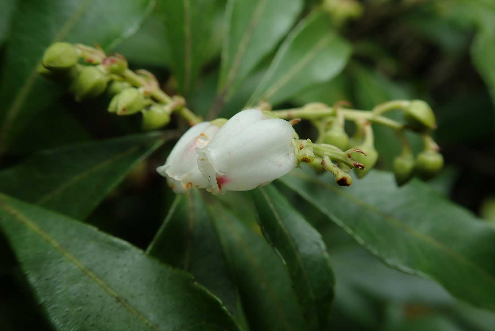 ここにもアセビの帰り花