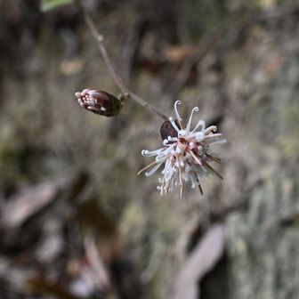 コウヤボウキの花