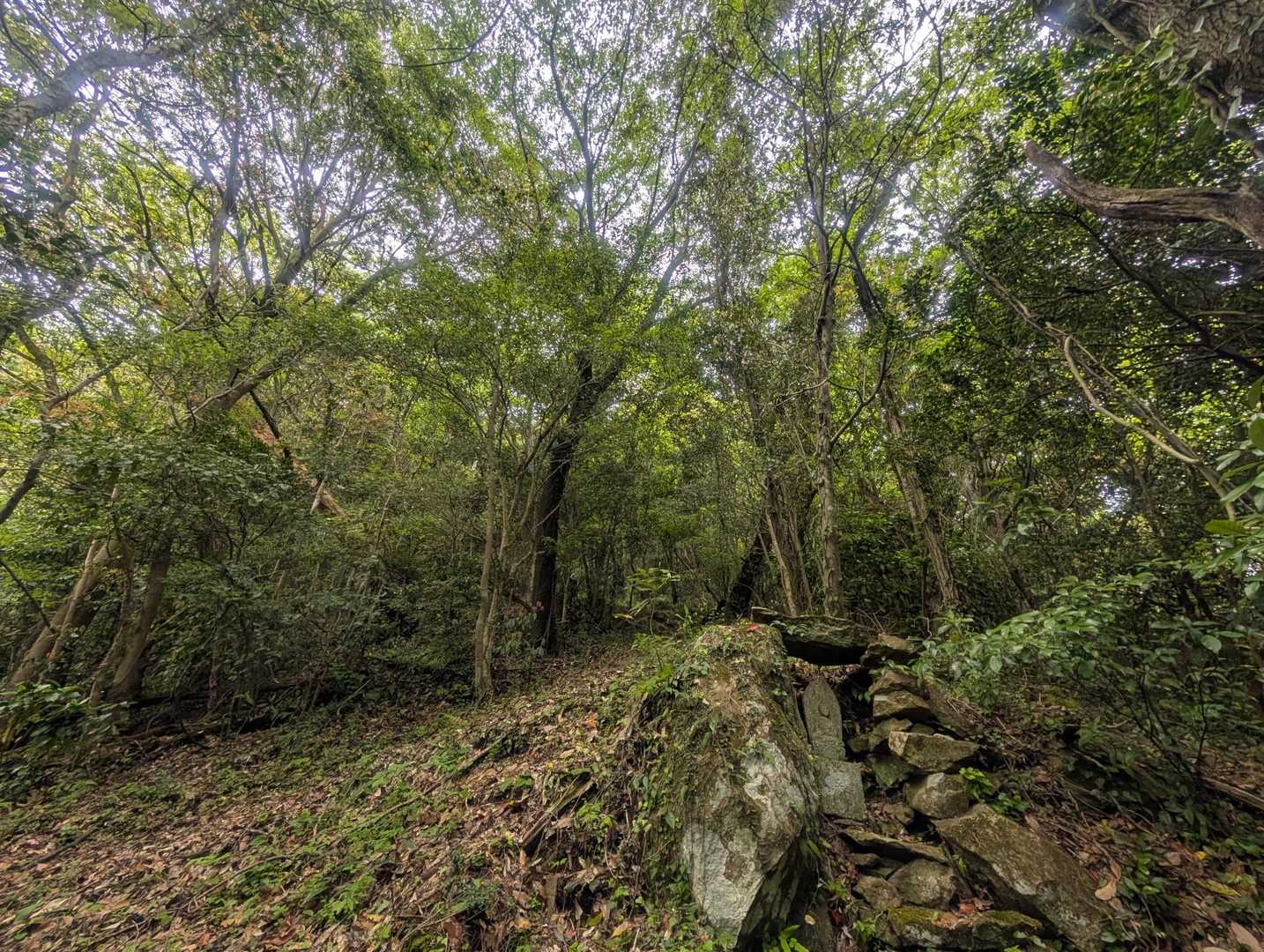 千石岳登山口-千石岳 周回コースの写真