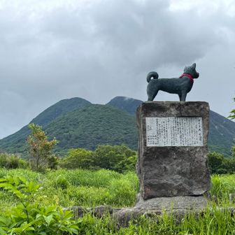 長者原ビジターセンター横の秋田犬🐕
ガイド犬、平治号の像。かっこいいね😎