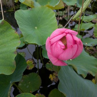 天覧山から下山し、OH!!!のお土産を物色するも何も買わず😅
でも、庭の池に蓮の花が咲いていました🪷
最近アマプラで過去の『ウルルン滞在記』にハマっていて、ベトナムの蓮茶の回を見たので、ついつい気になって見てしまいました。
子供の頃は興味なかったけど、改めて見るとウルルン滞在記は面白いですね〜。笑