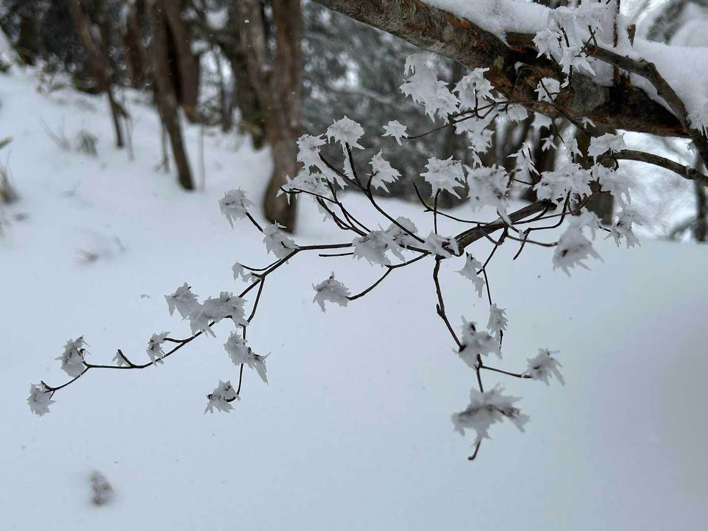 枝先の雪が花みたいでした