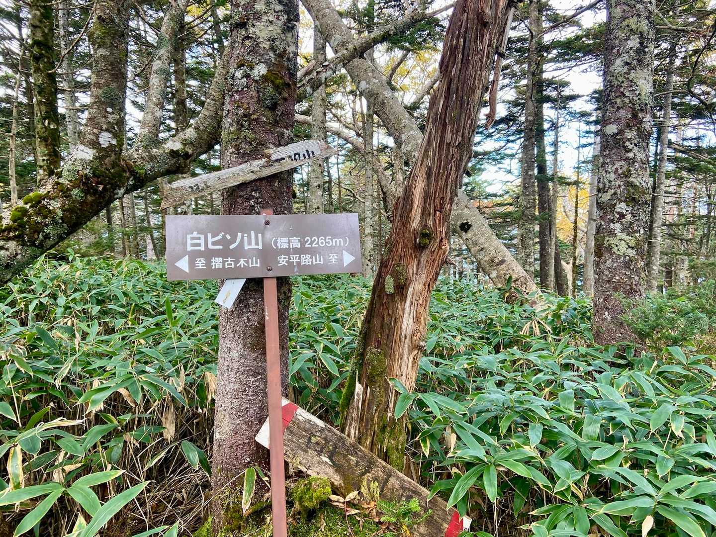 白ビソ山 2265m