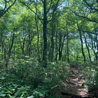 樹林帯が癒し