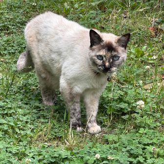 ノコギリヤマネコさん、こんにちは🐱😃
