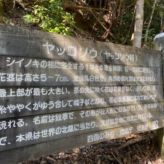 国指定天然記念物