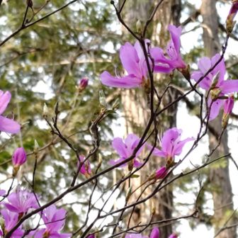 👨はぁ…ただれた歴史やな
ミツバツツジ咲き始めたな🙋🏻
心が綺麗になるなあ
👩自分で汚くしてる