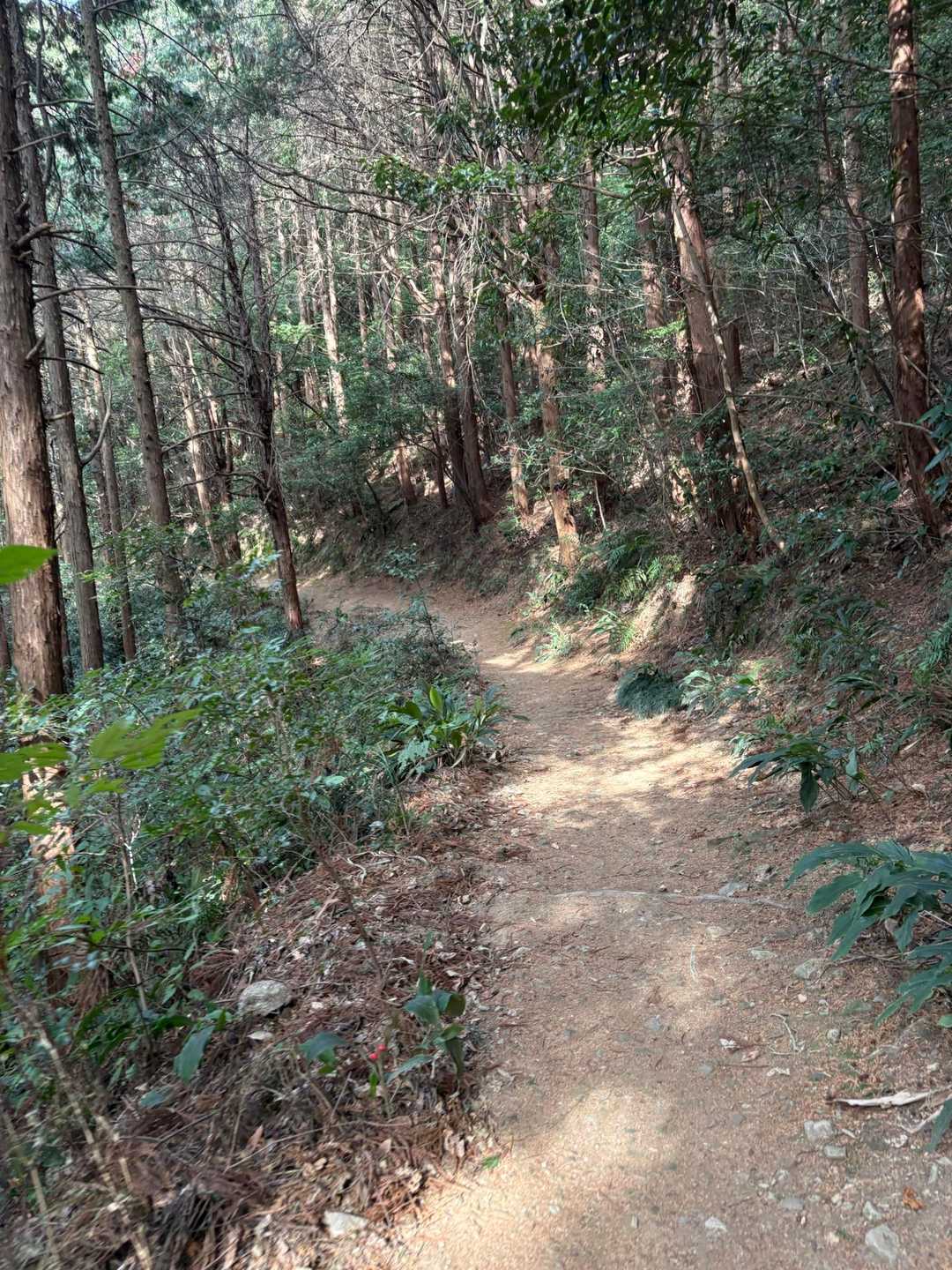 九州オルレ 久留米・高良山コースの写真
