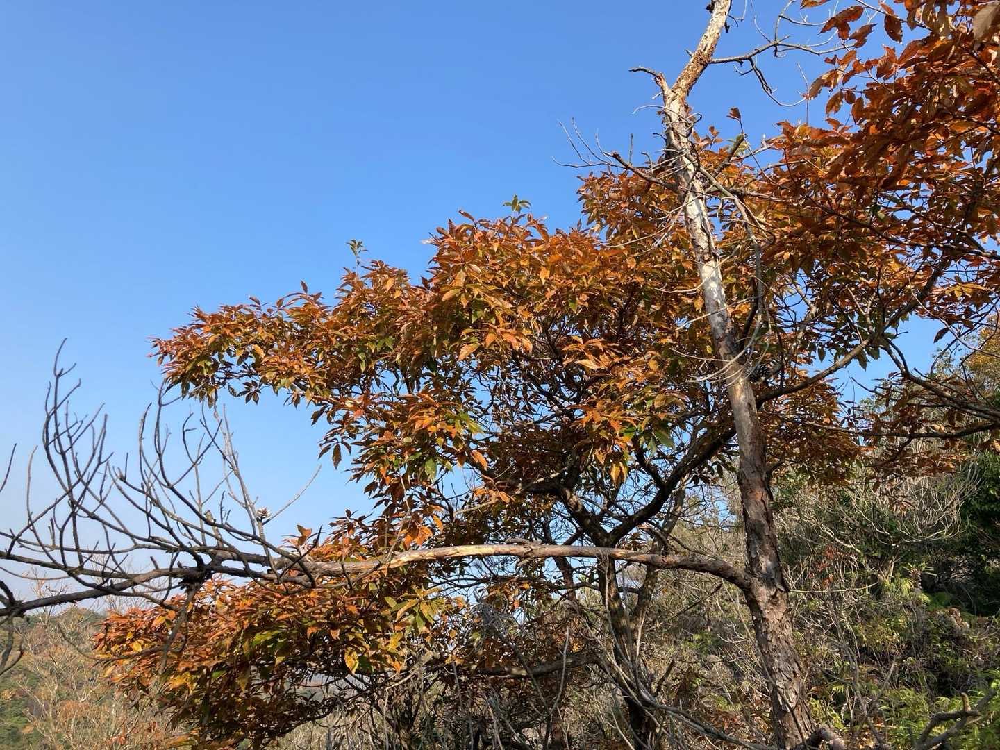 🍂