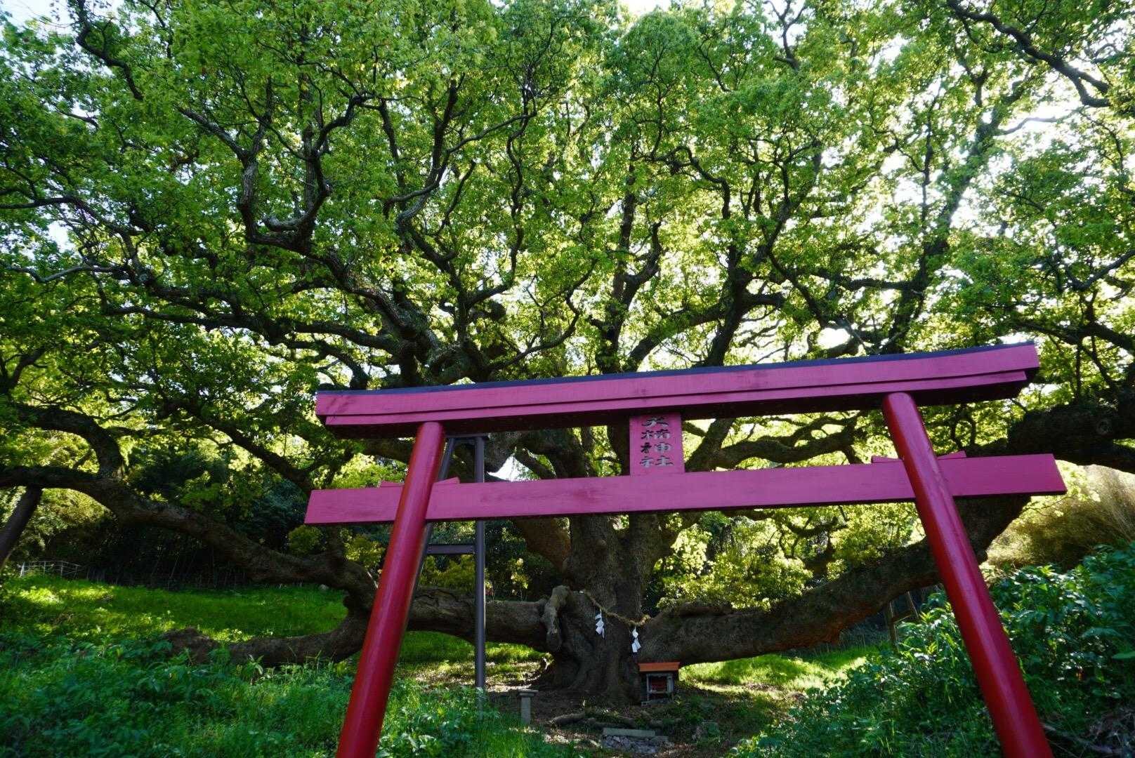 赤鳥居⛩️と大楠が絵になりすぎる