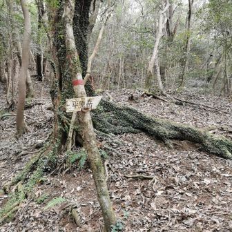 ここから右で縦走路に合流