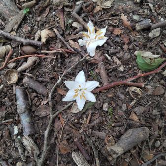 エゴノキの花　たくさん落ちている
