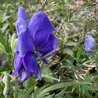 花の時期にまた